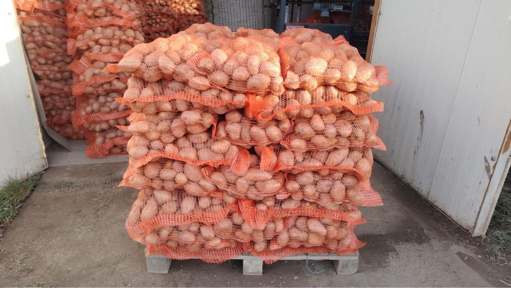 Cartofi consum cu  zero reziduri de pesticide Prada, Paradiso, Soraya