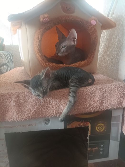 Продам котят донского сфинкса.