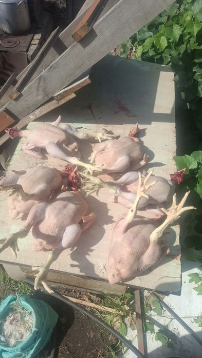 Куры бройлеров мясо домашние