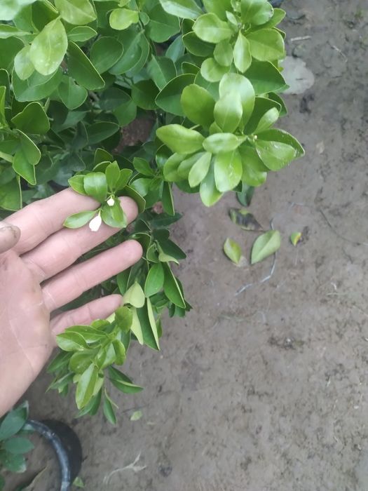 лимон кучатлар Ташкент сорт.