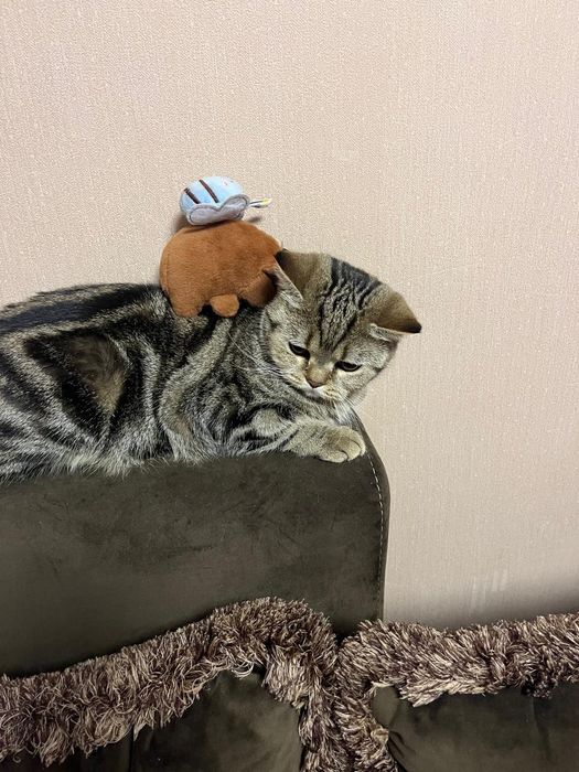 Породистая кошечка в добрые руки