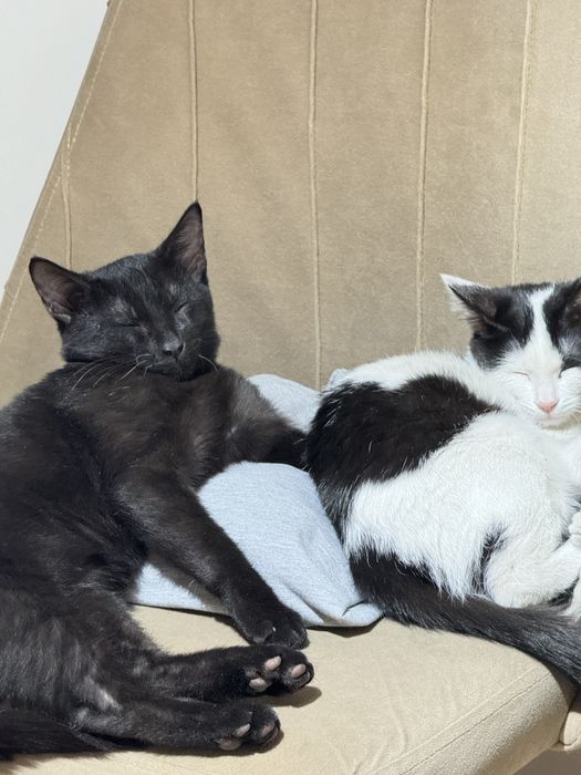 Отдам котенка в добрые руки