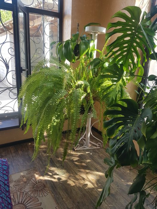 комнатные.  цветы