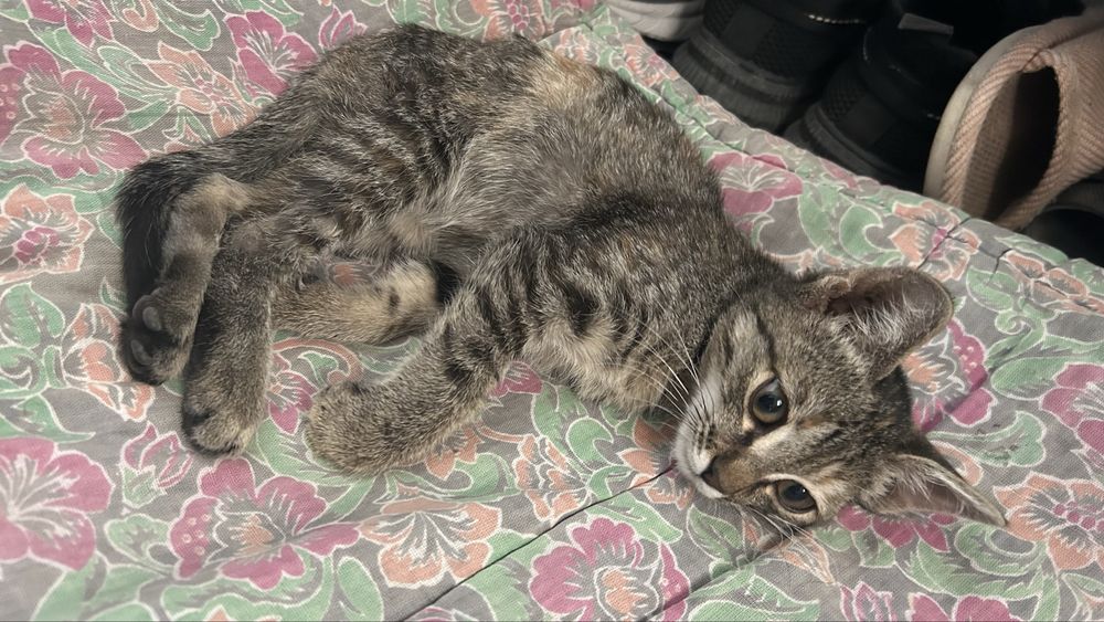 Котенок мальчик приучен к лотку