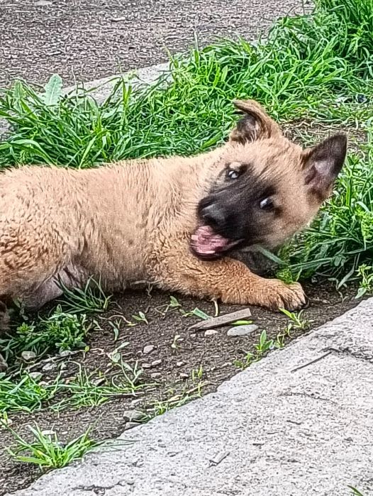 Продам девочку бельгийская овчарка