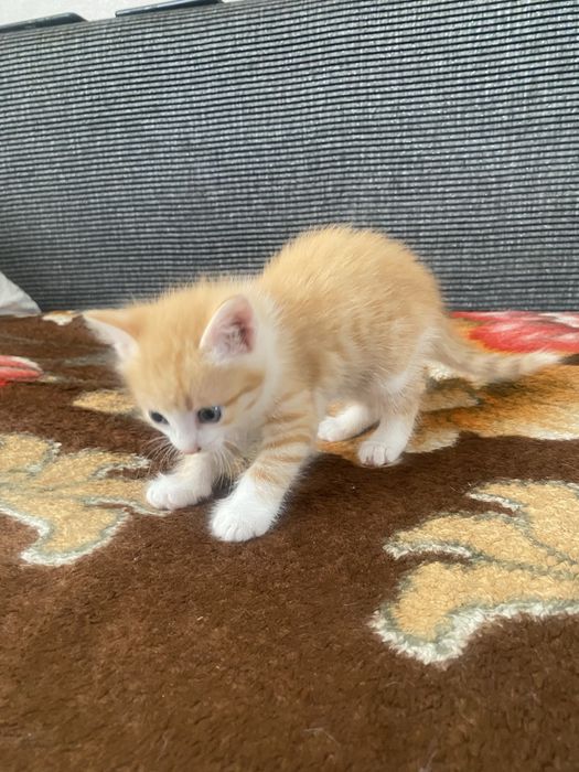 Отдам котят в добрые руки