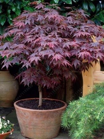 Семена экзотических деревьев