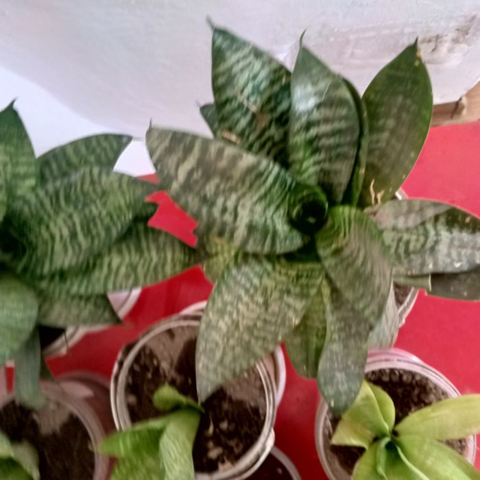 Тёщин язык продам