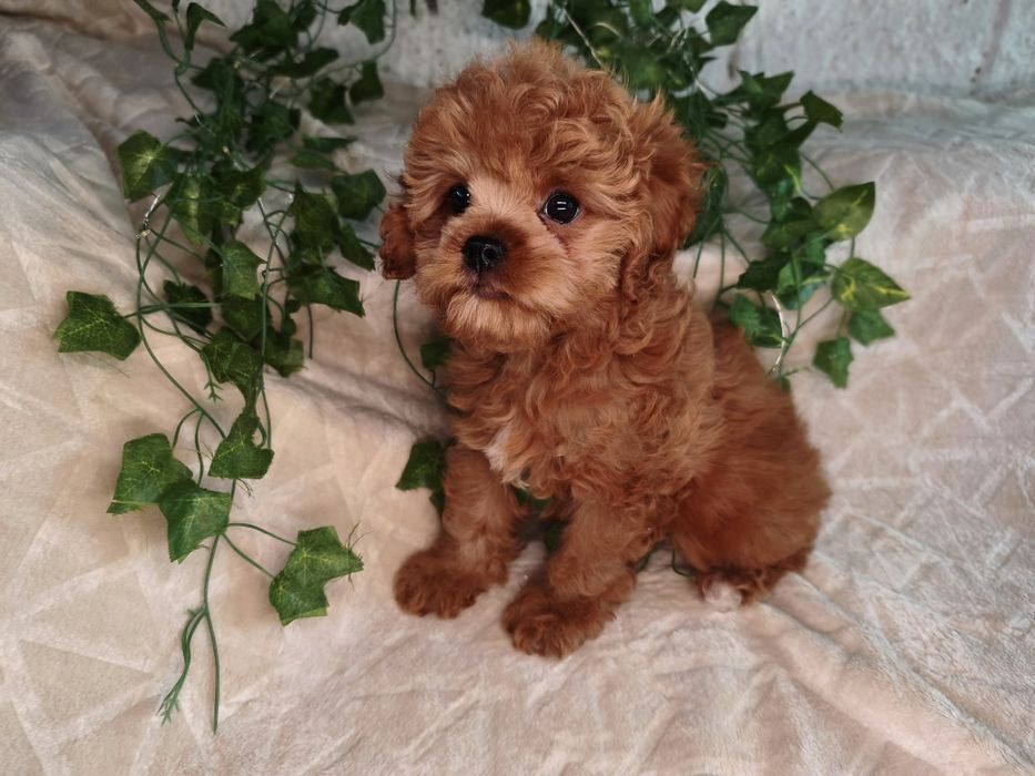 Vand baietel Cavapoo f1 rosu
