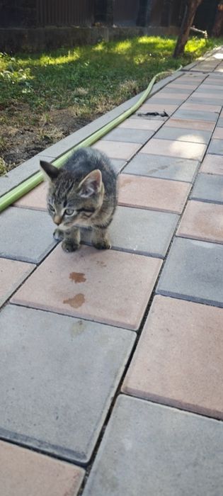 Котенки три штуки