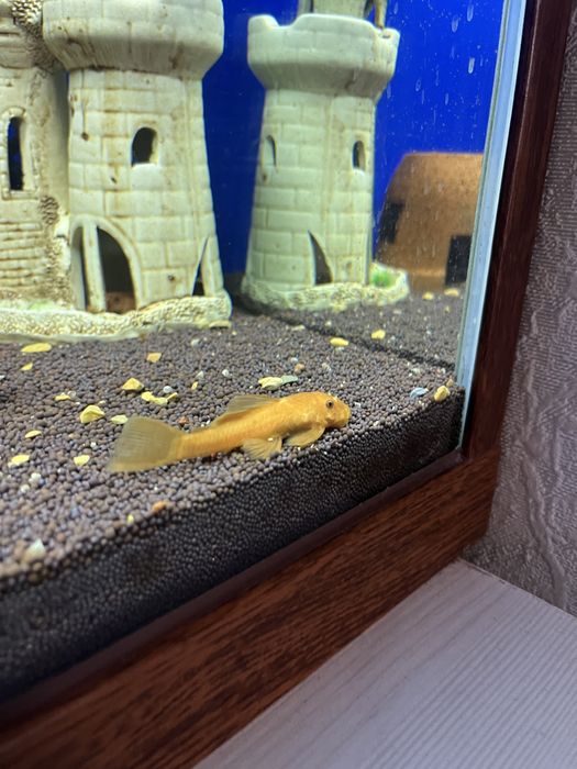 Анцыструс супер ред