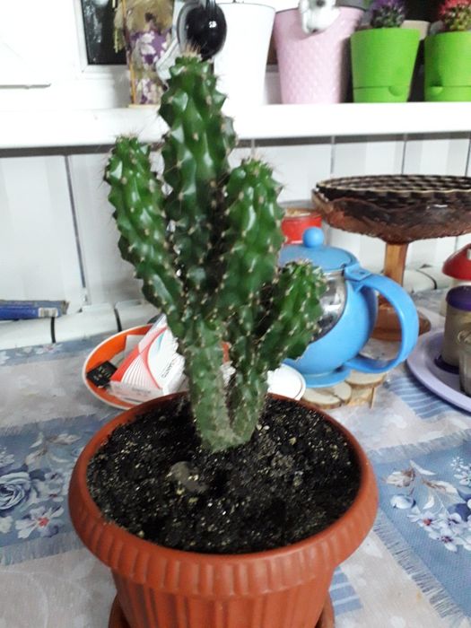 Продам цветок  кактус .