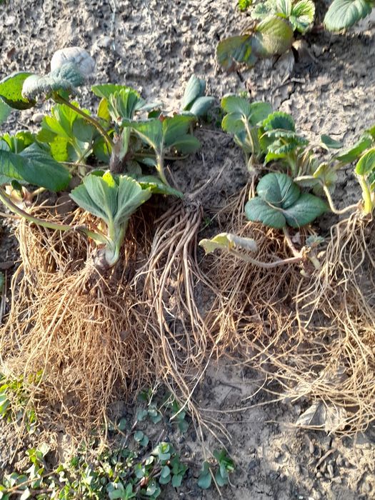 Stoloni   capsuni  Albion