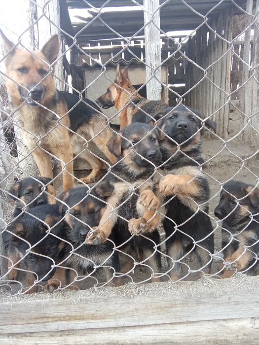 Щенки немецкой овчарки