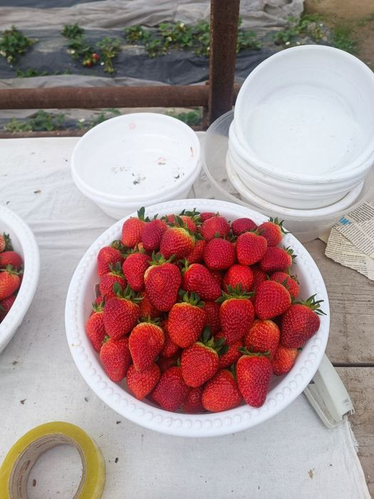 Kareyski qulupnay chochatiga zakaz olamiz.