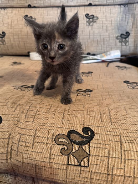 Котенок в добрые руки. Очень красивая девочка