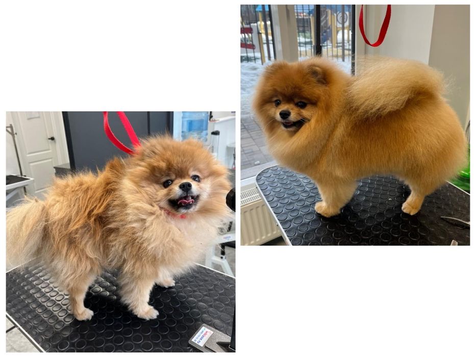 Экспресс линька стрижка кот собака