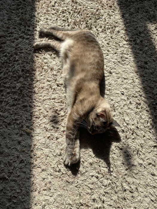 Отдам Кошку в хорошие руки