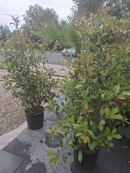 plante si seminte