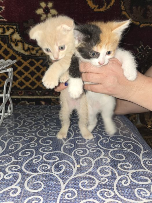 Отдаю 2 котят, мальчик и девочка, в добрые руки