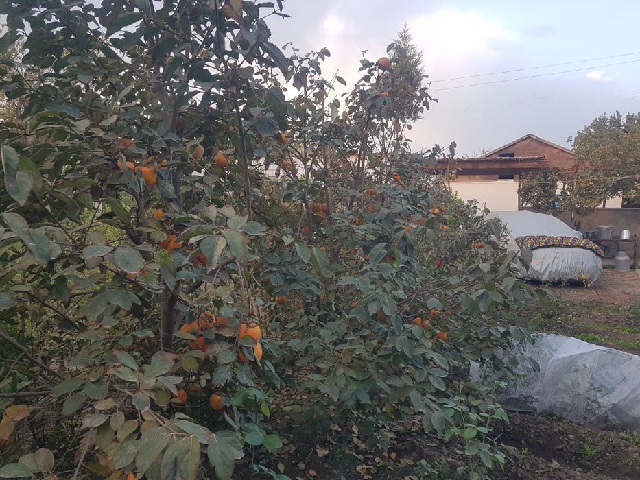 Mevali va manzarali koʻchatlar