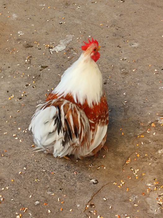 Choyne xoroz sotladi
