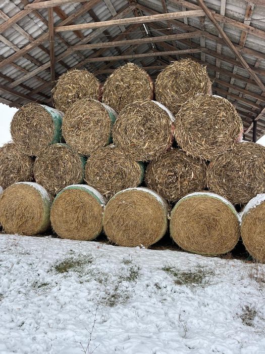 baloti paie de orz, mazare si tocatura