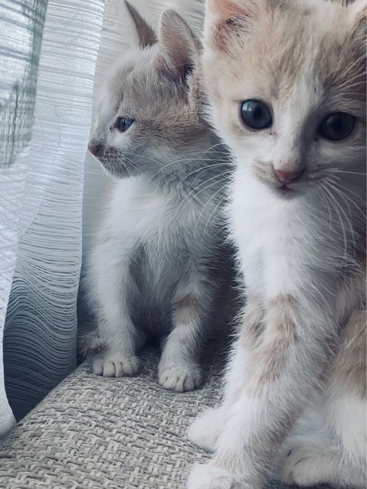 Егіздер екеуіде ұл