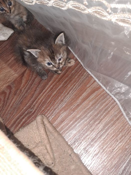 Бесплатно котята  2 месяца мальчики и девочки