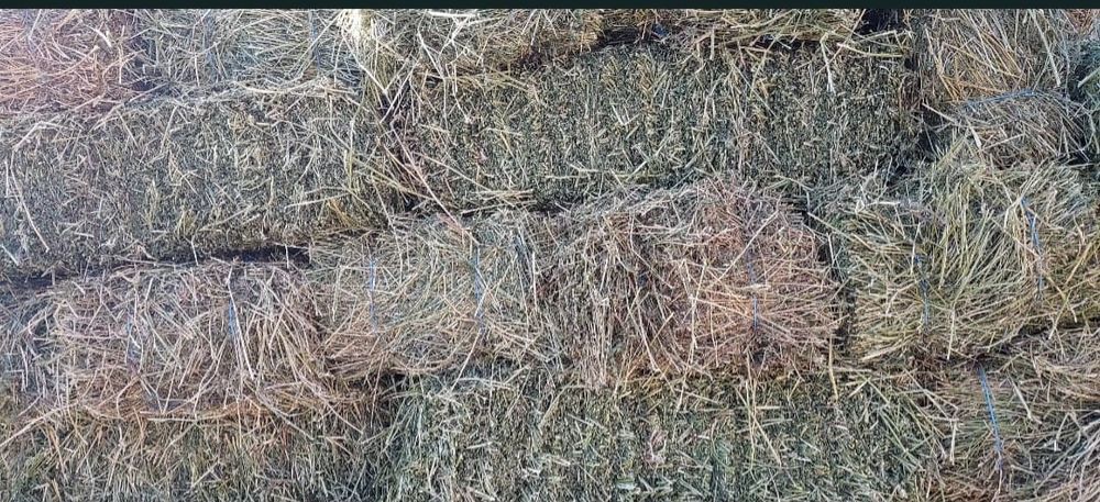 Baloți fan fara mucegai