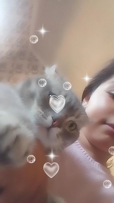 Aqilli va chiroyli mushuk Õgil bola latokga õrgangan