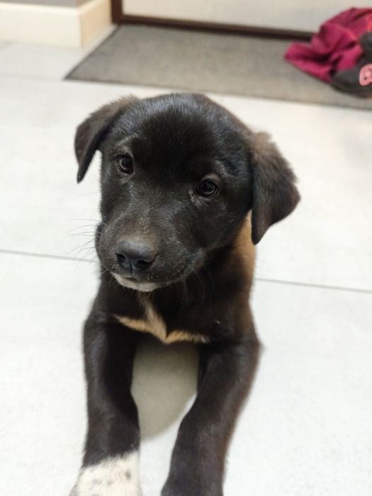 Отдам щенят в хорошие руки