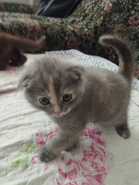 Шотландские вислоушки