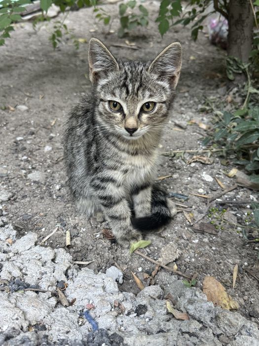 Котенок в добрые руки