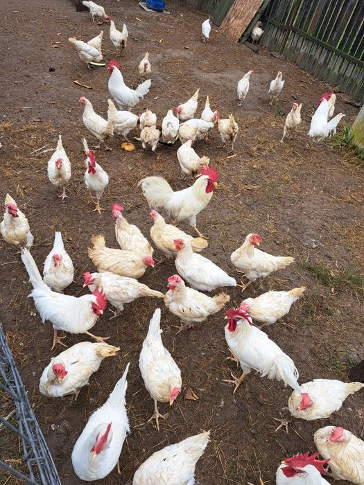 Oua de incubat gaini rasa Leghorn alb