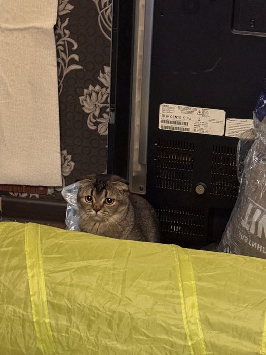Котенок в хорошие руки