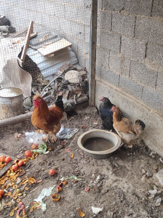 Курицы, тауықтар