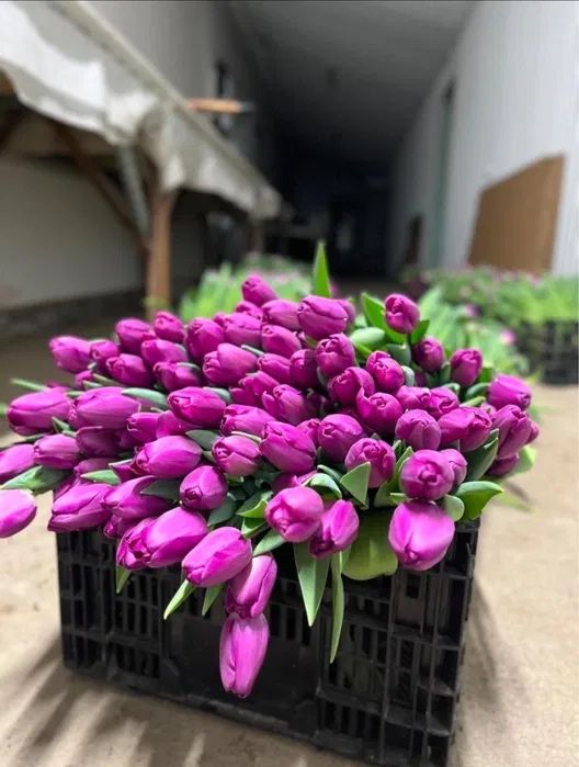 Тюлпаны Оптом и Розница