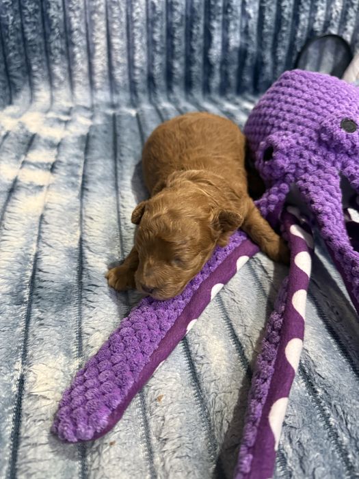 Продается девочка мини той пудель