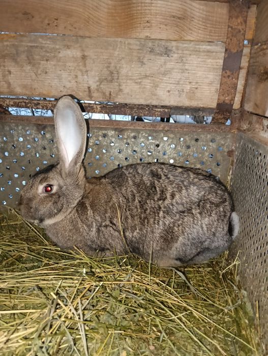 Vând iepuri uriași Germania