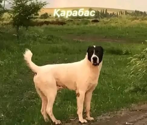 Карабас Китай сатылган