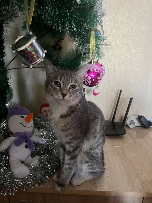 Кошечка на пристройство