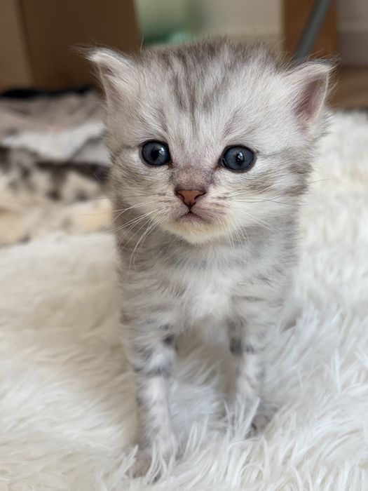 котята скоттиш страйт