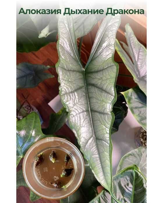 Алоказия Дыхание дракона