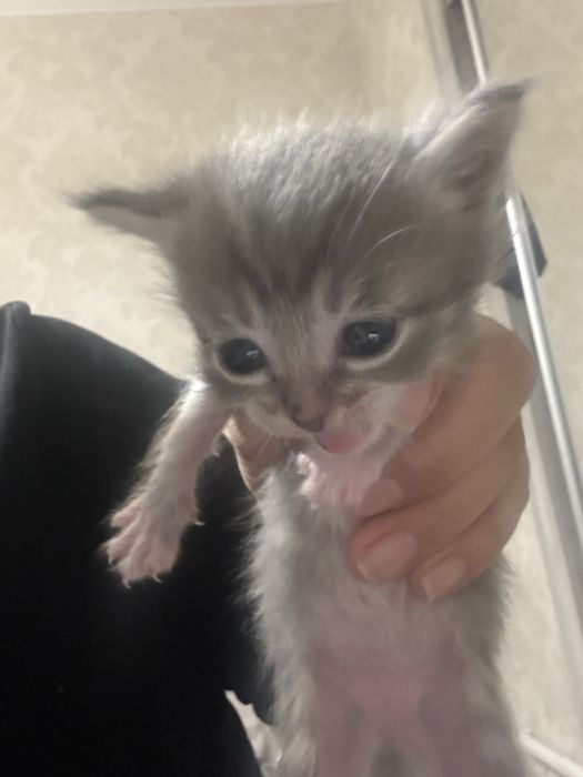 Кошечка отдам в хорошие добрые руки