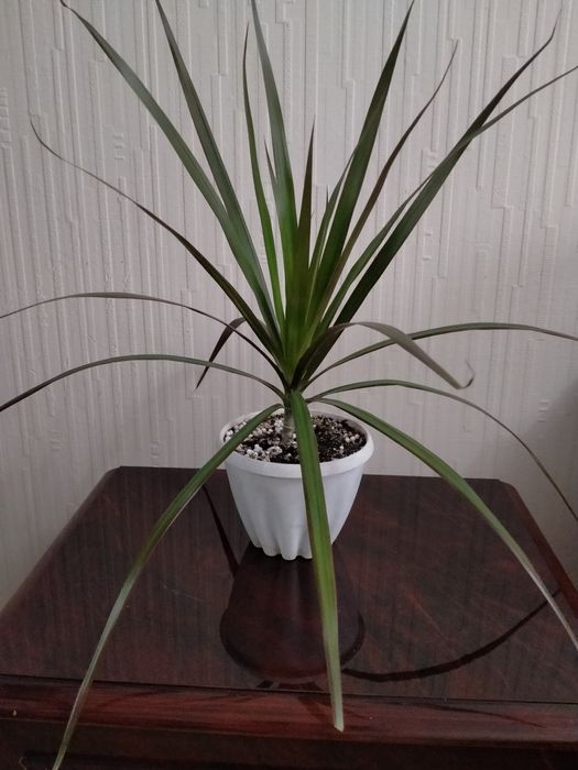 Продам   драцену