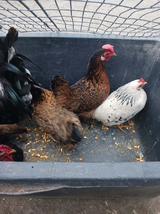 De vânzare cocoși și găini pitici!