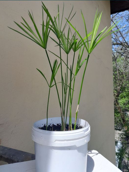 Продам цветы комнатные