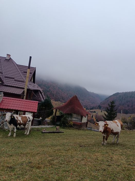 Închirieri Camera Dâmbovicioara