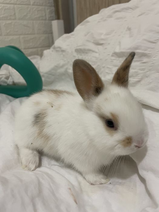 Коледно декоративно зайче